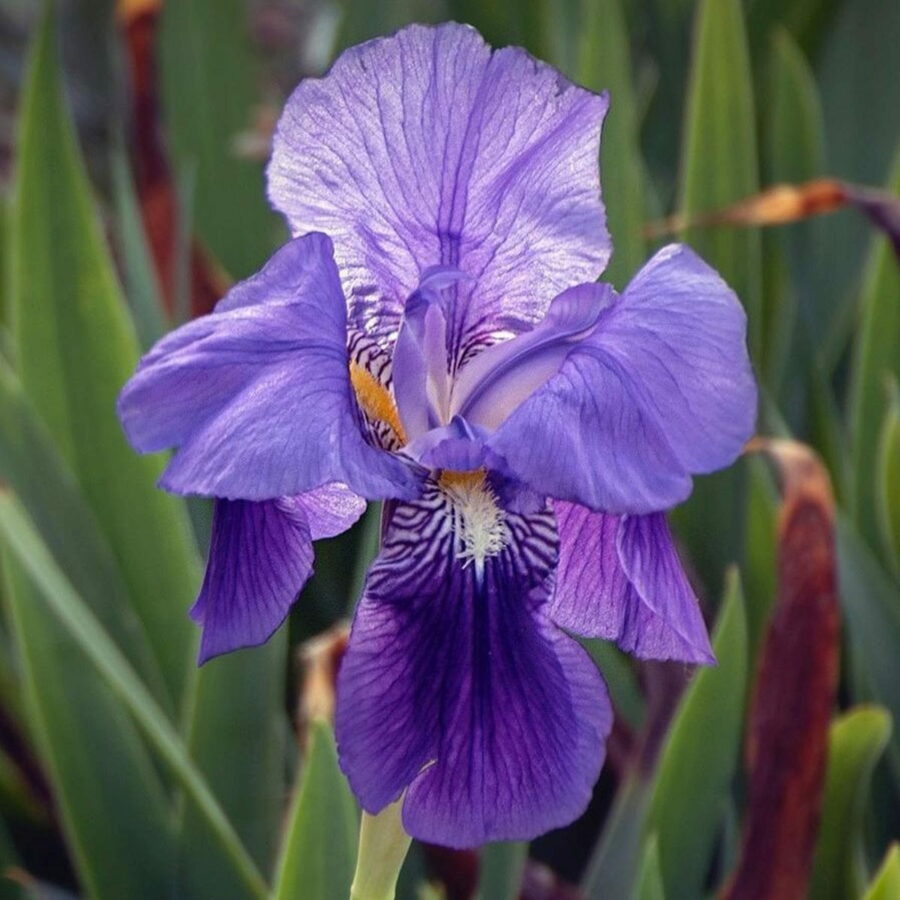 Iris germanica "Joanna"
