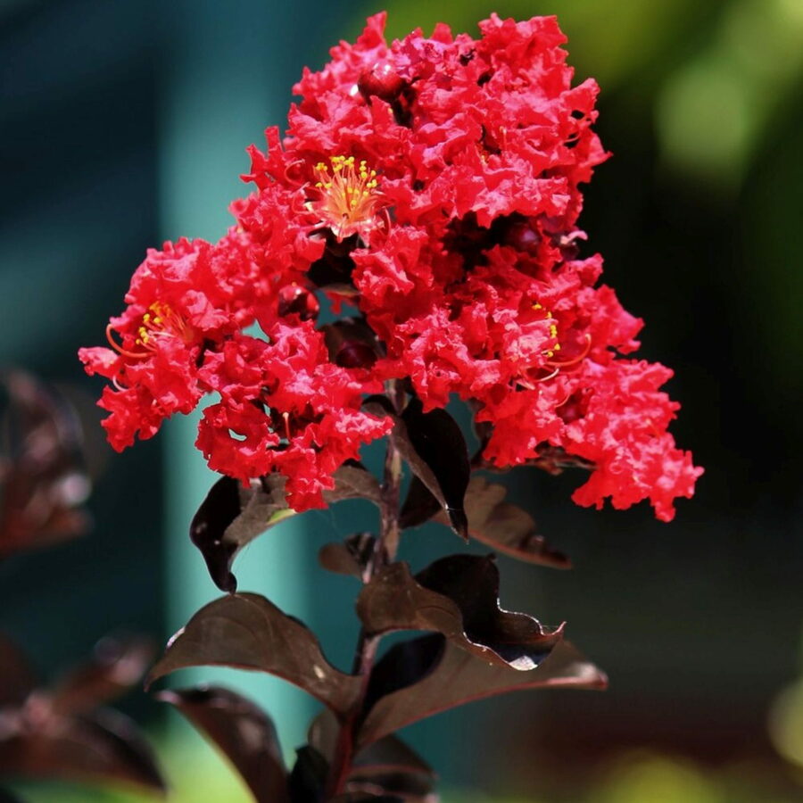 Lagerstroemia indica "First Edition Midnight Magic"