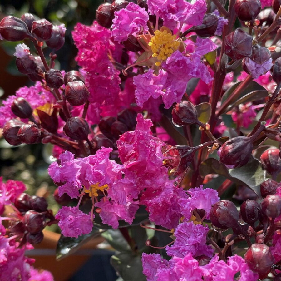 Lagerstroemia indica "Rhapsody in Blue"