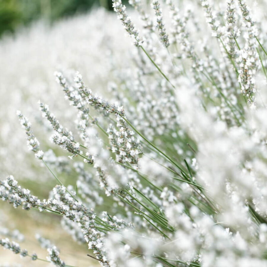 Lavandula angustifolia "Ellagance Snow"