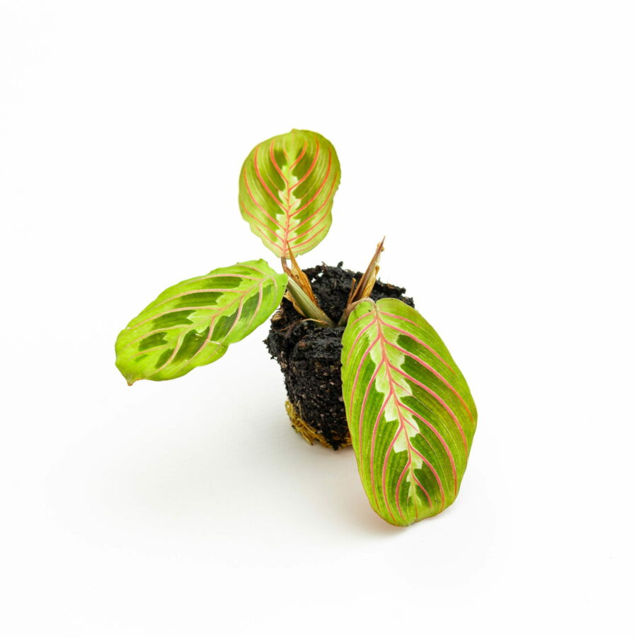 Maranta leuconeura "Fascinator" Baby Plant