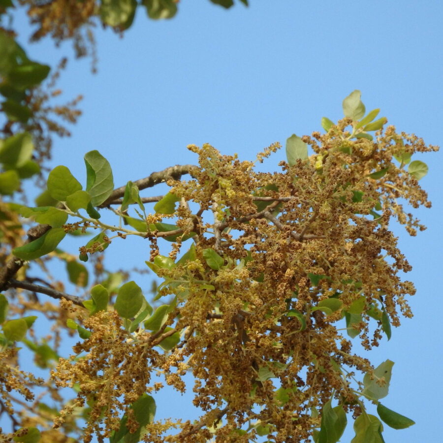 Quercus suber - cespuglio