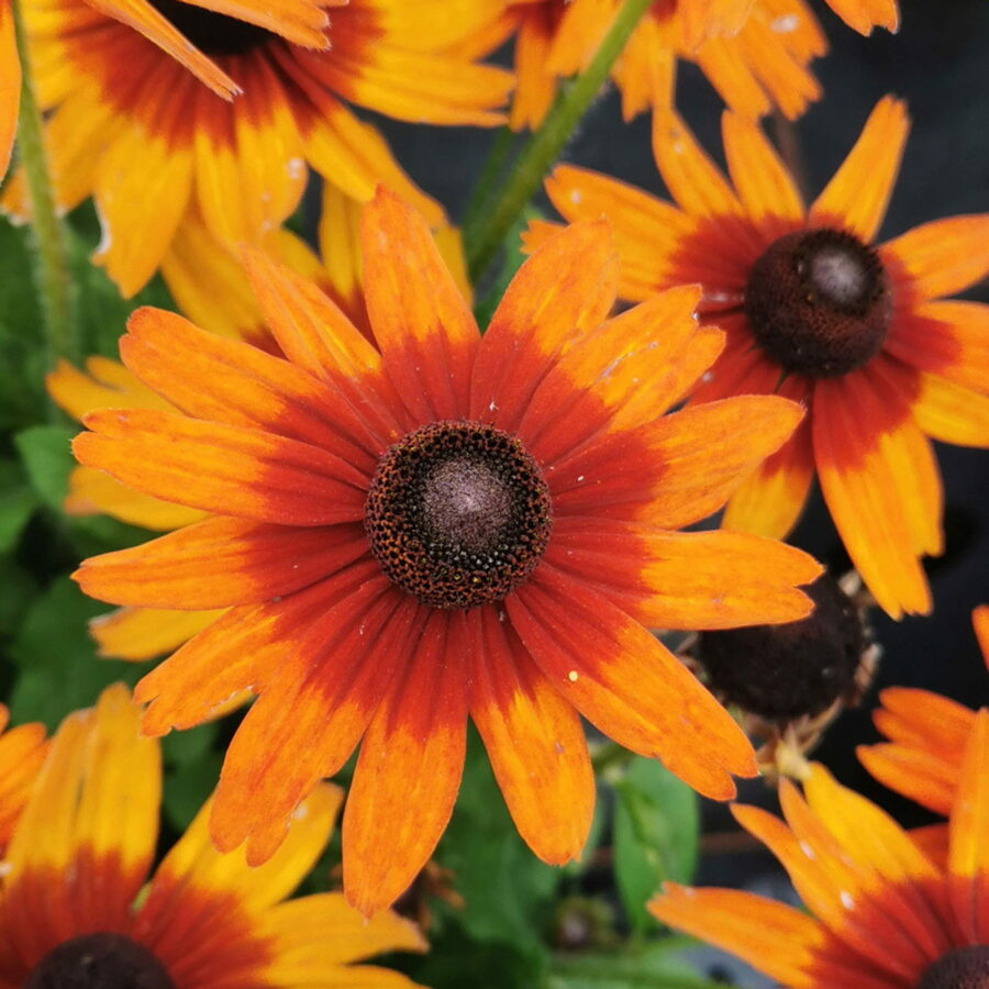 Rudbeckia "Summer daisy's Orange Bicolor"