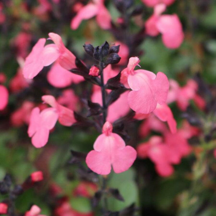Salvia greggii "Mirage Pink"