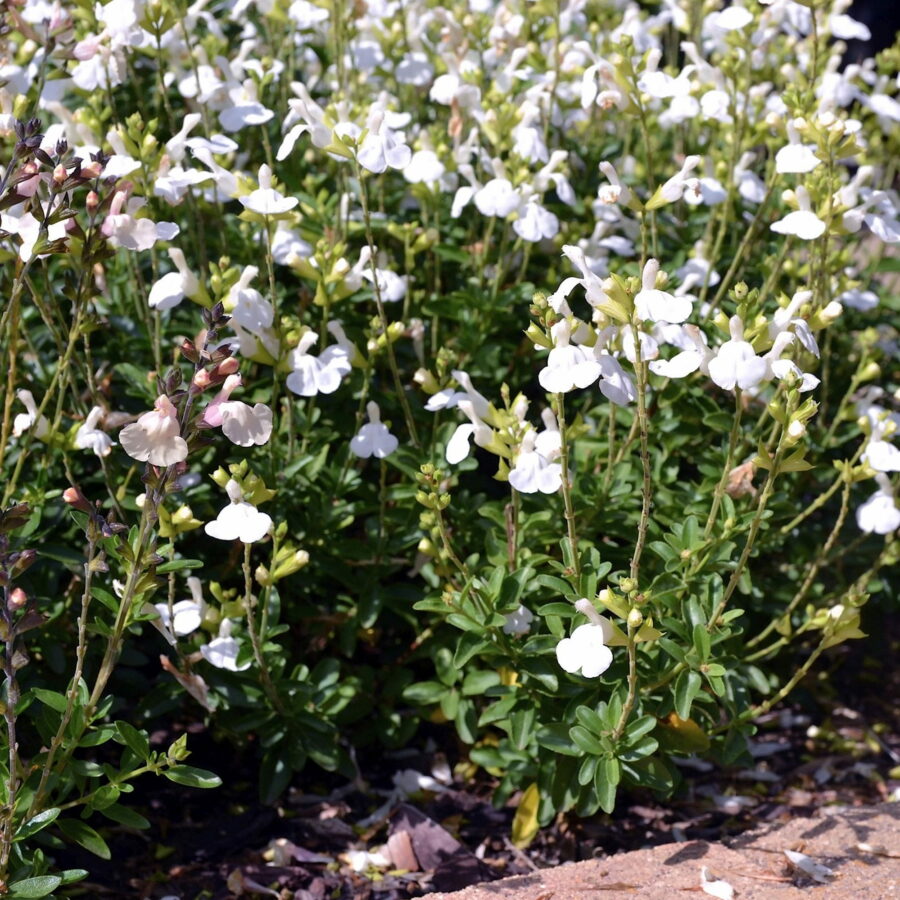 Salvia greggii "Mirage White"