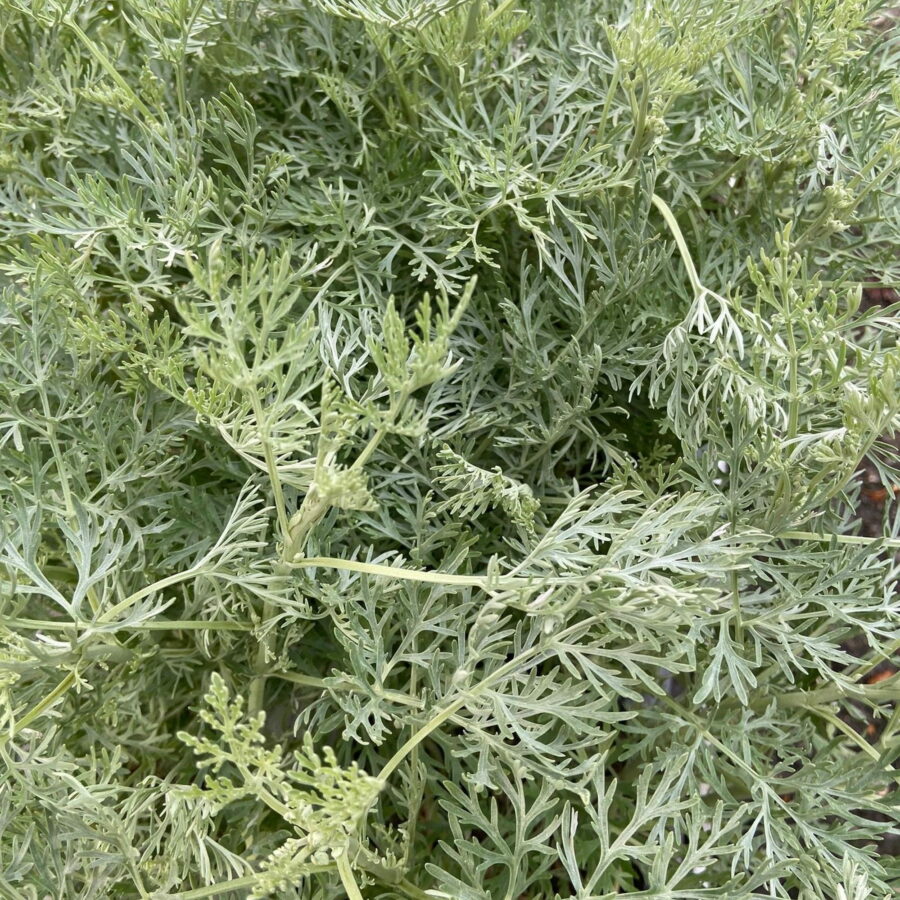 Artemisia arborescens "Powis Castle"