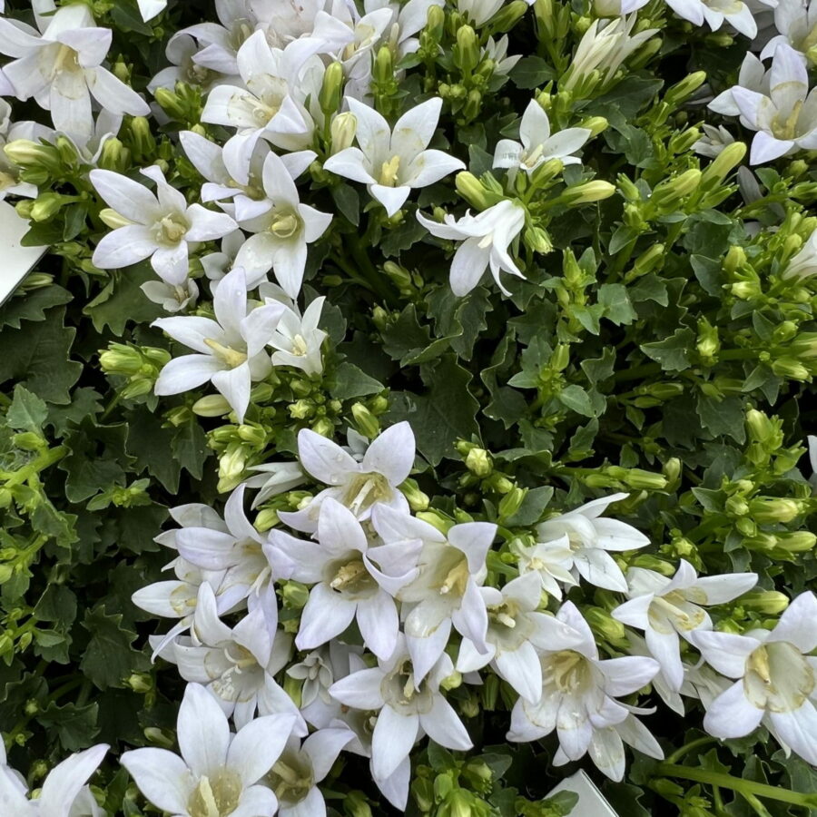 Campanula portenschlagiana "Ambella White"