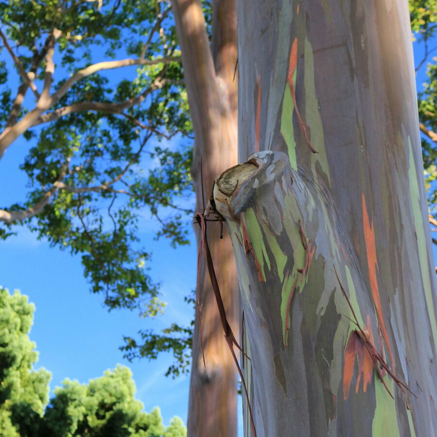 Eucalyptus deglupta