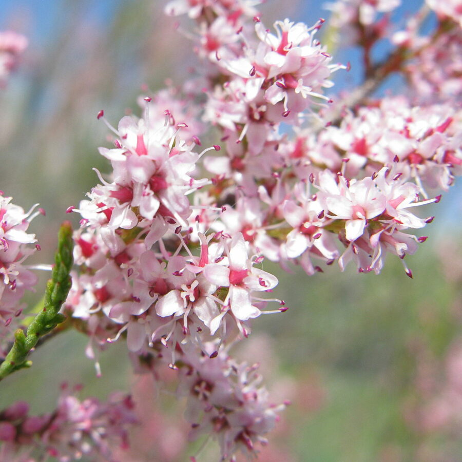 Tamarix ramosissima "Pink Cascade"