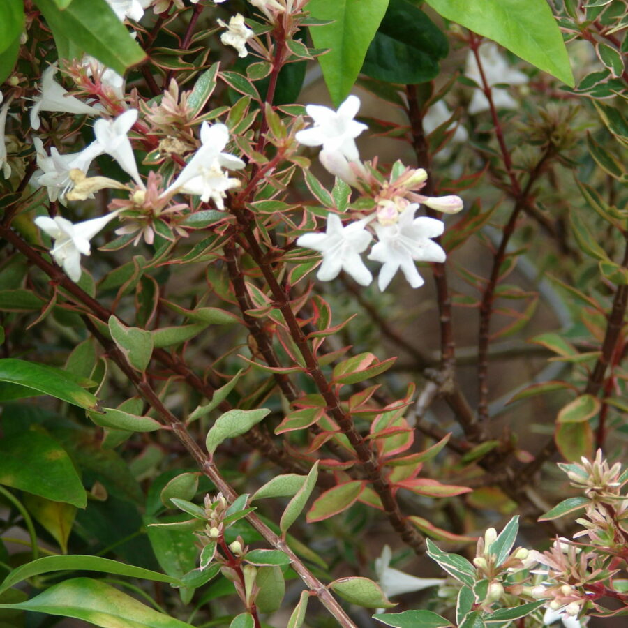 Abelia x grandiflora "Compacta"