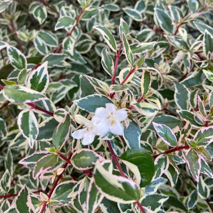Abelia x grandiflora "Confetti"