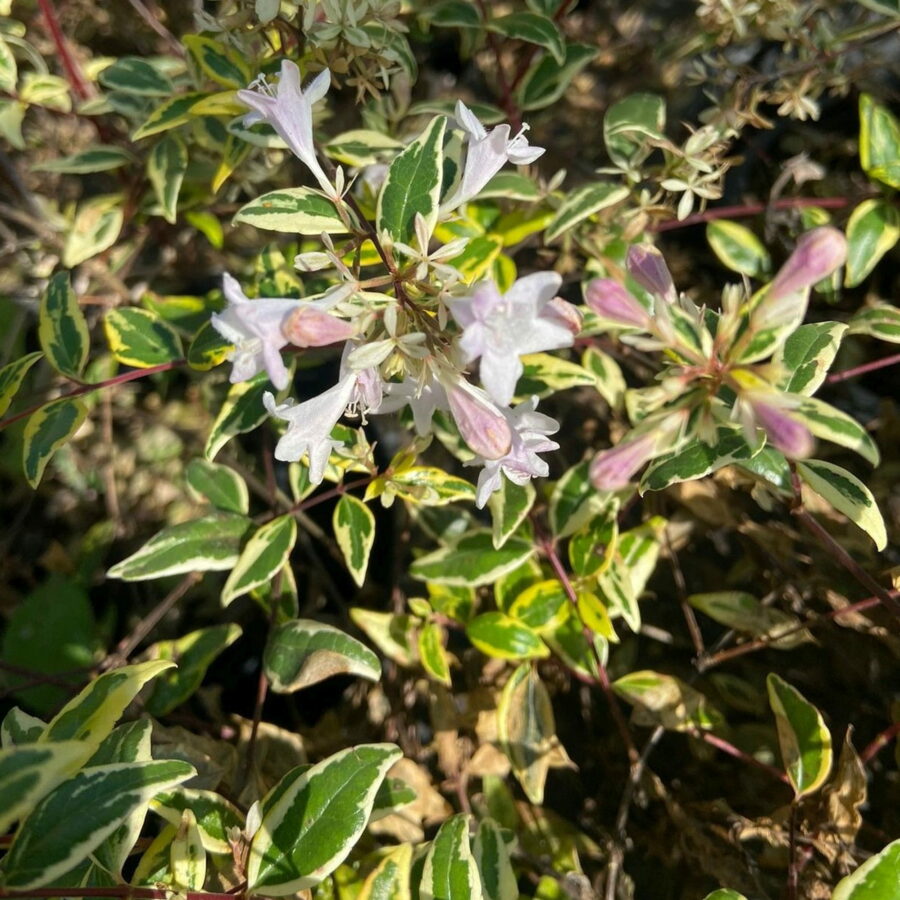 Abelia x grandiflora "Hopleys"