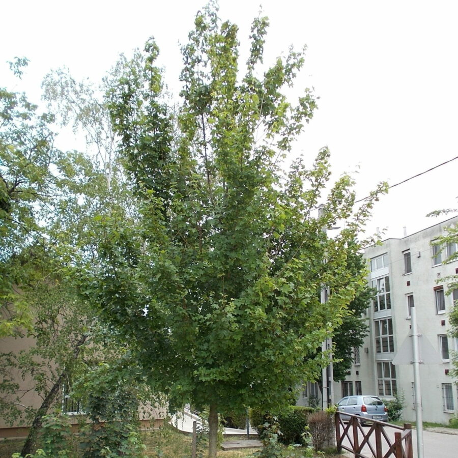 Acer campestre "Elsrijk"