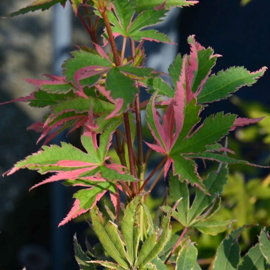 Acer palmatum "Butterfly"