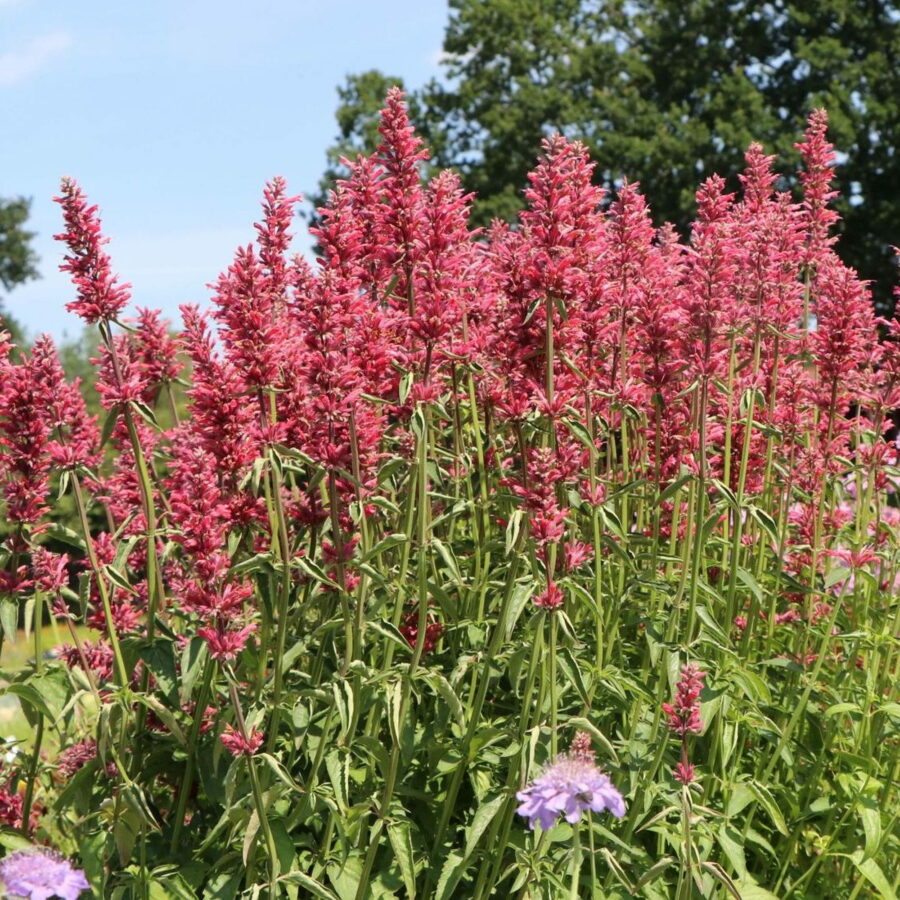 Agastache mexicana "Red Fortune"