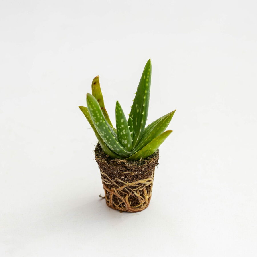 Aloe vera Baby Plant
