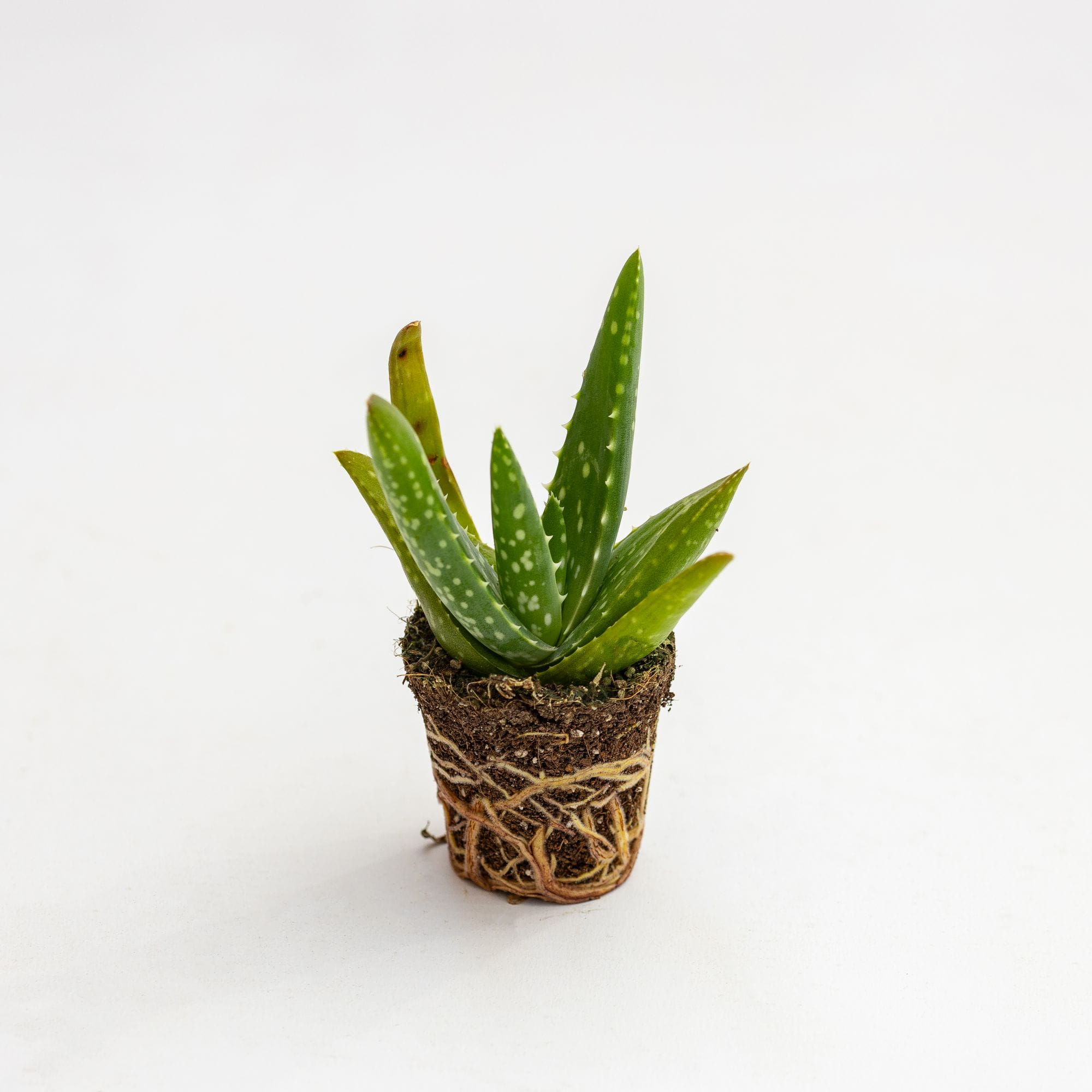 Aloe vera Baby Plant » Piante grasse e succulente