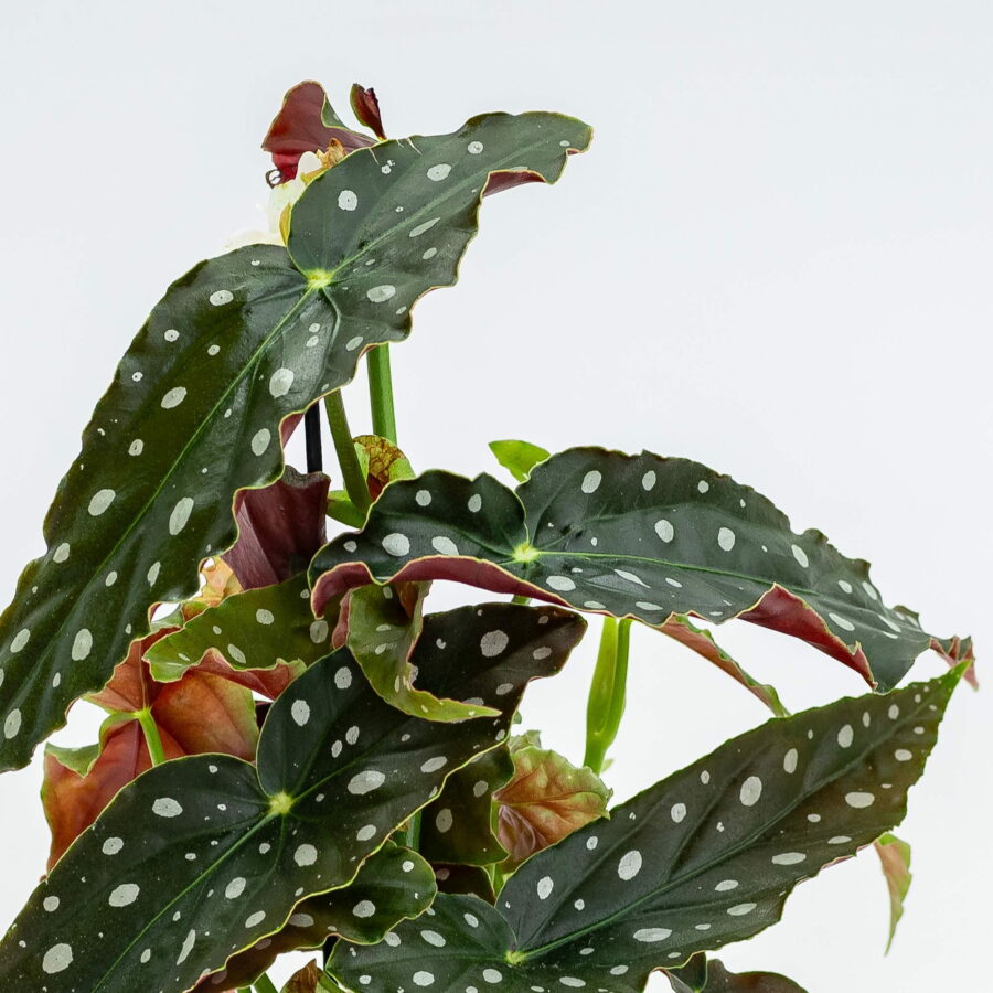Begonia maculata "Wightii"