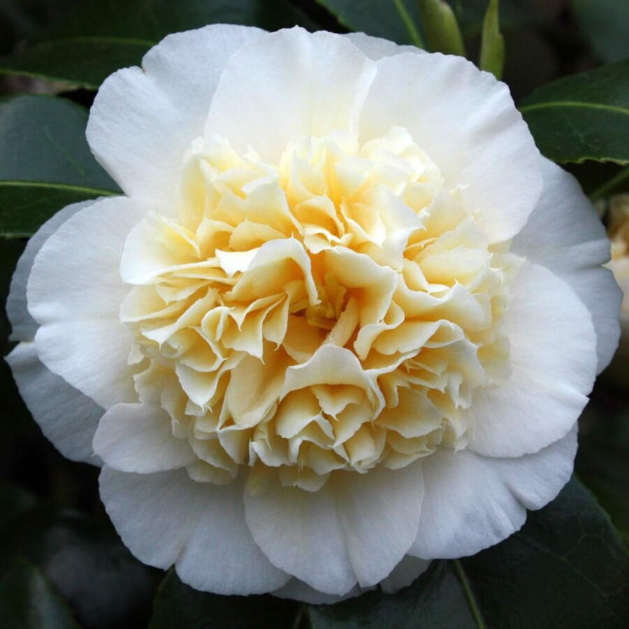 Camellia japonica "Brushfield's Yellow"