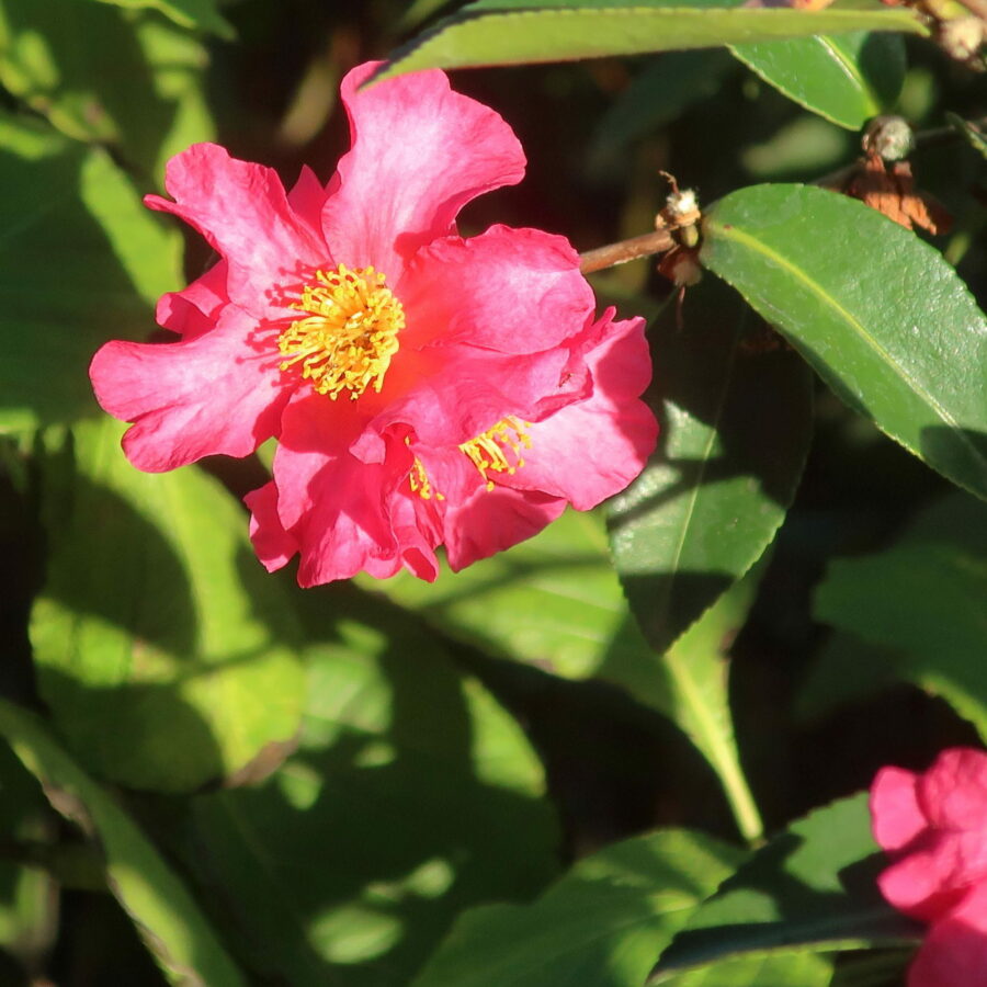 Camellia sasanqua "Kanjiro"