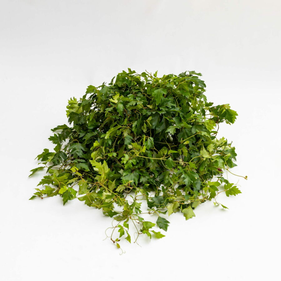 Cissus rhombifolia "Ellen Danica"