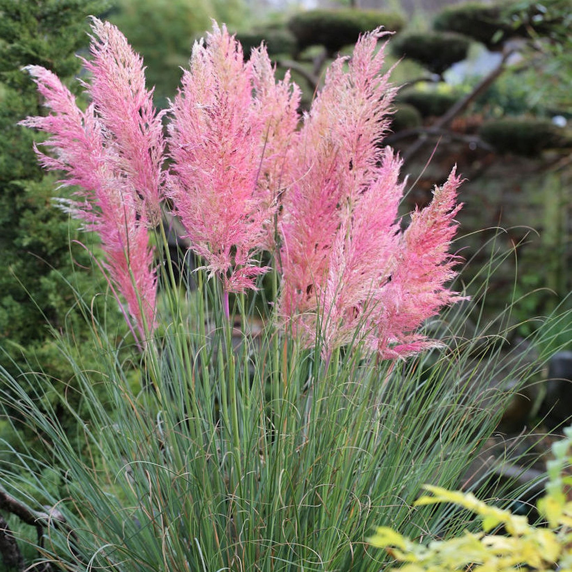 Cortaderia selloana Pink Feather (Erba della Pampas) » Vendita Piante  Online