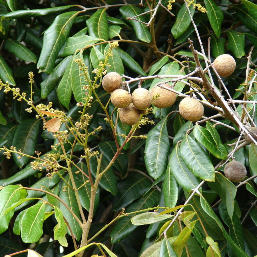 Dimocarpus longan "Haew"