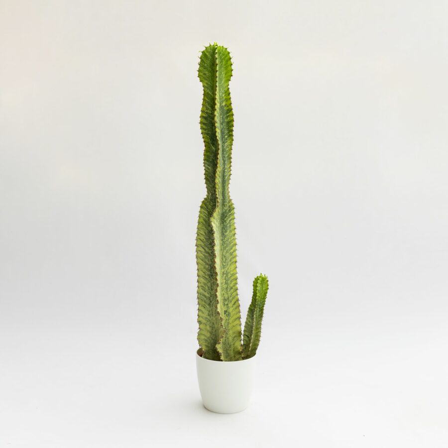Euphorbia ingens "Variegata"