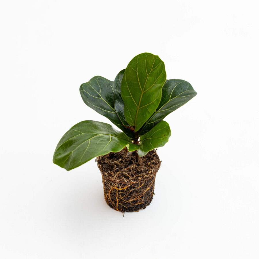 Ficus lyrata Baby Plant