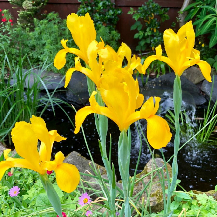 Iris hollandica Royal Yellow