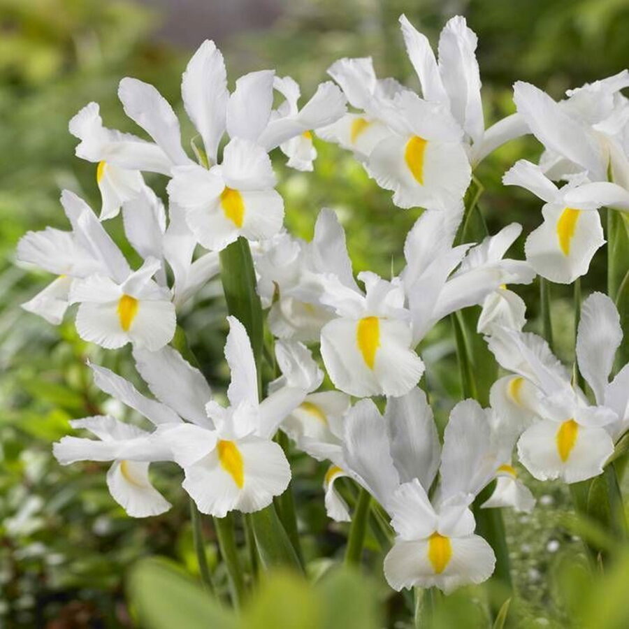 Iris hollandica White Excelsior