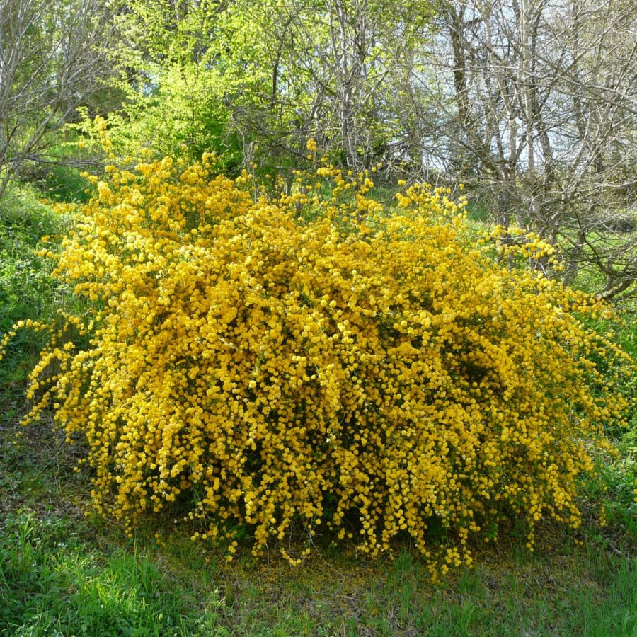 Kerria japonica "Pleniflora"
