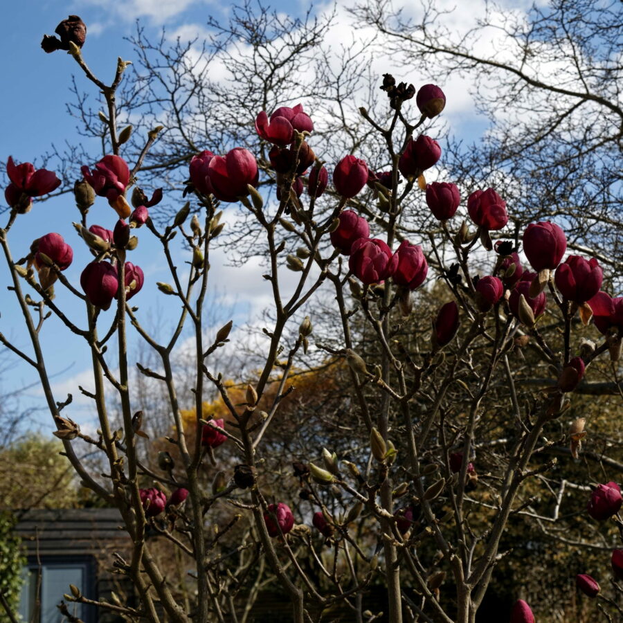 Magnolia x soulangeana "Black Tulip"