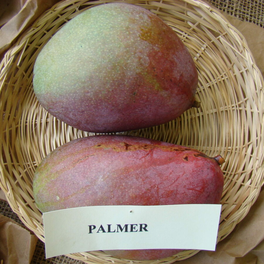 Mangifera indica "Palmer"