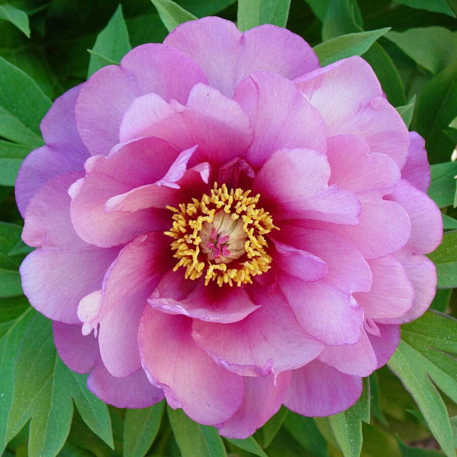 Paeonia "Pink Double Dandy"