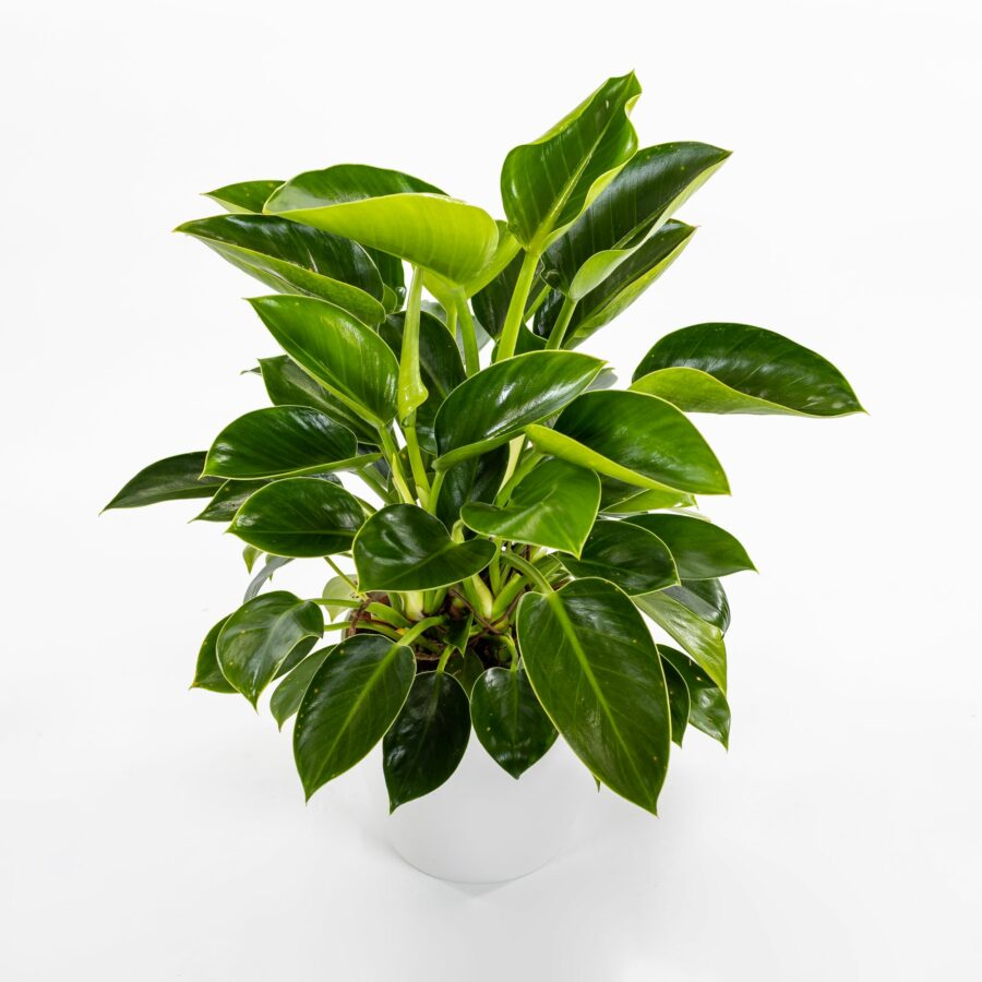 Philodendron "Green Princess"