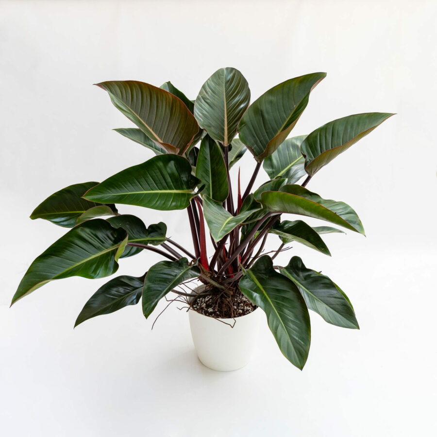 Philodendron "Red Beauty"
