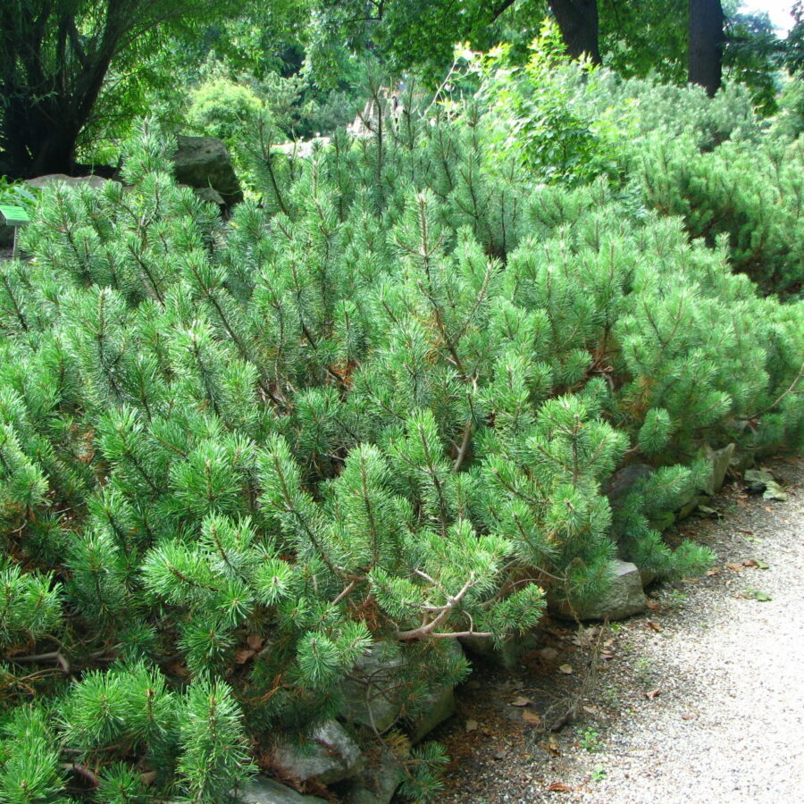 Pinus mugo "Pumilio"
