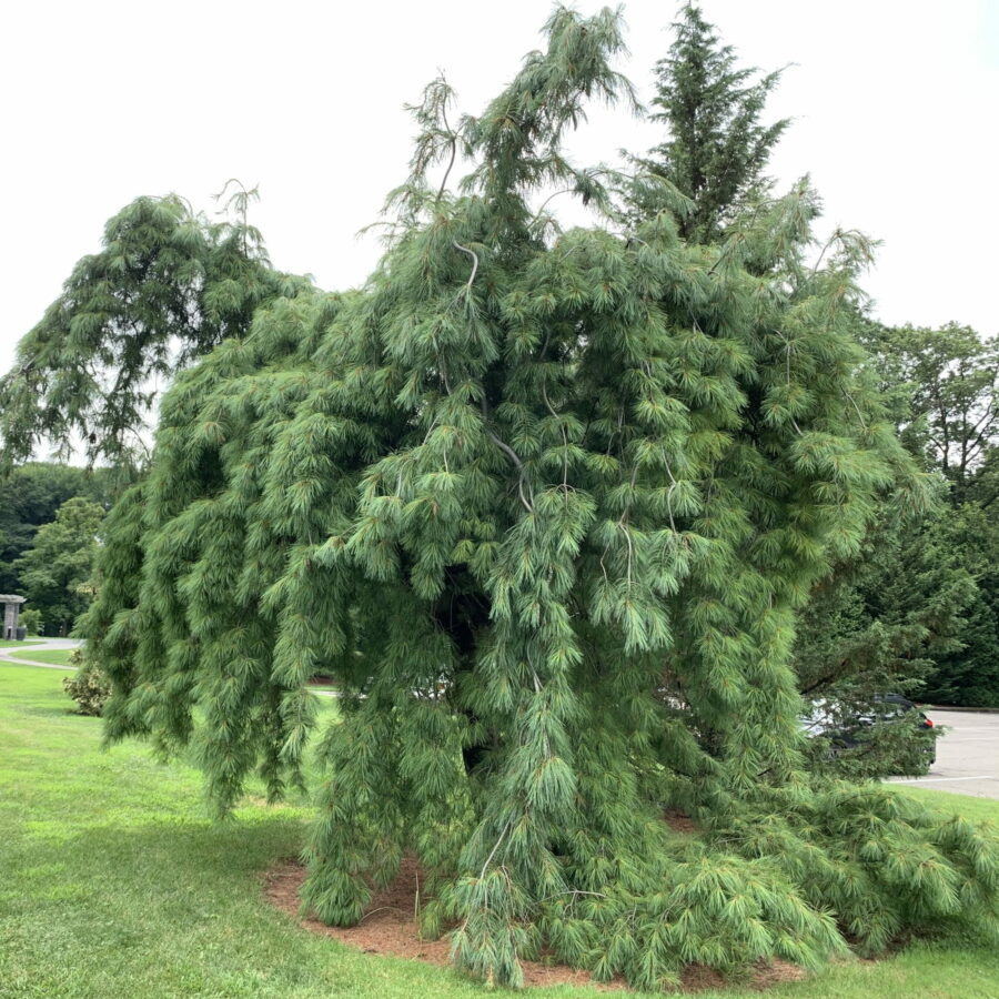 Pinus strobus "Pendula"