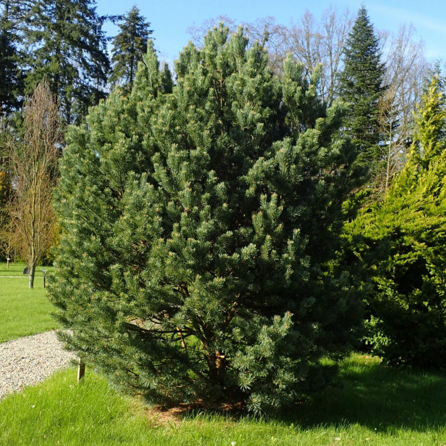 Pinus sylvestris "Watereri"
