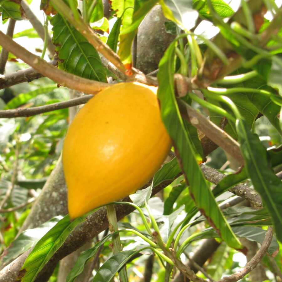 Pouteria campechiana