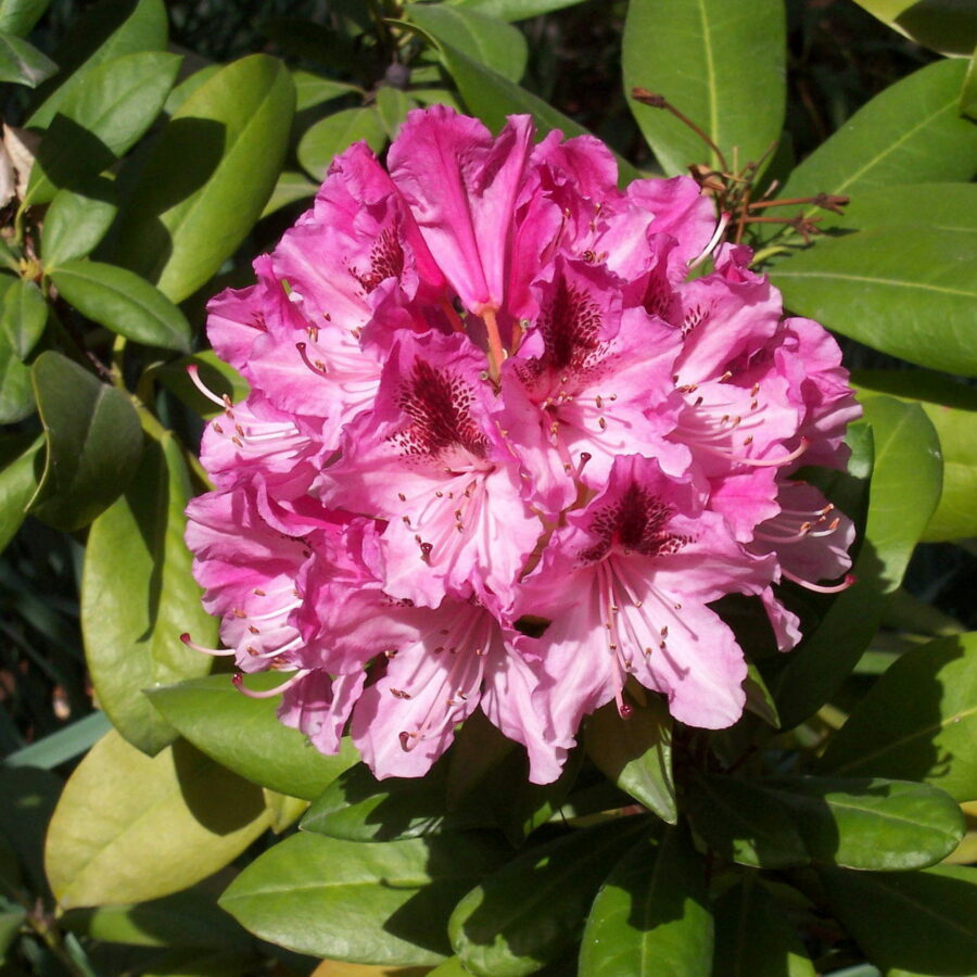 Rhododendron "Cosmopolitan"