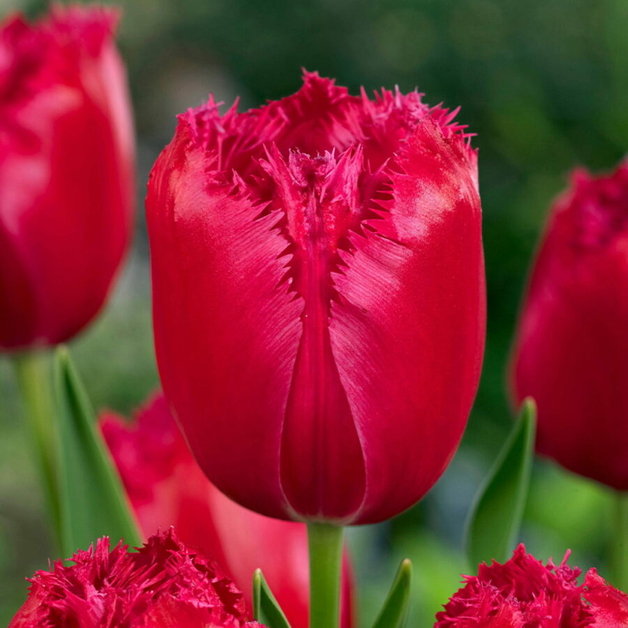 Tulipano Fringed Burgundy Lace