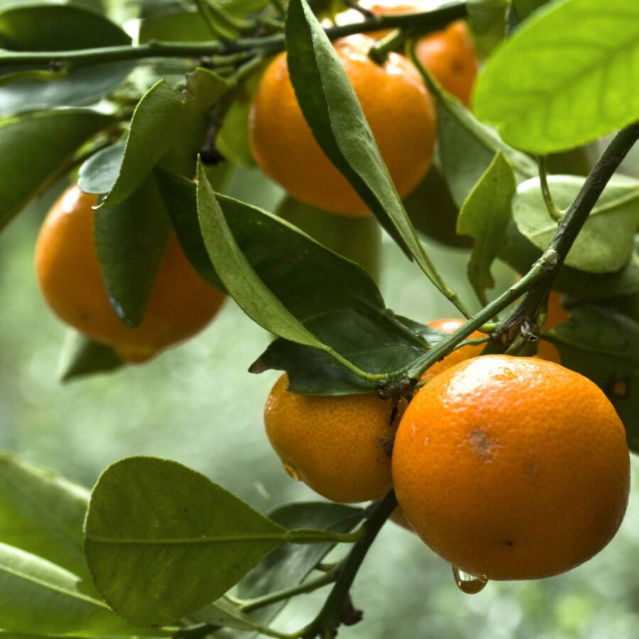 Arancio dolce