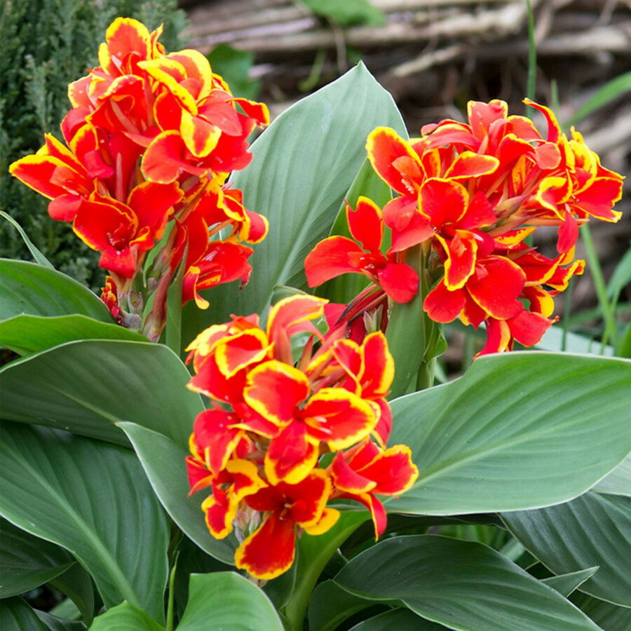 Canna indica "Cannova Red Golden Flame"