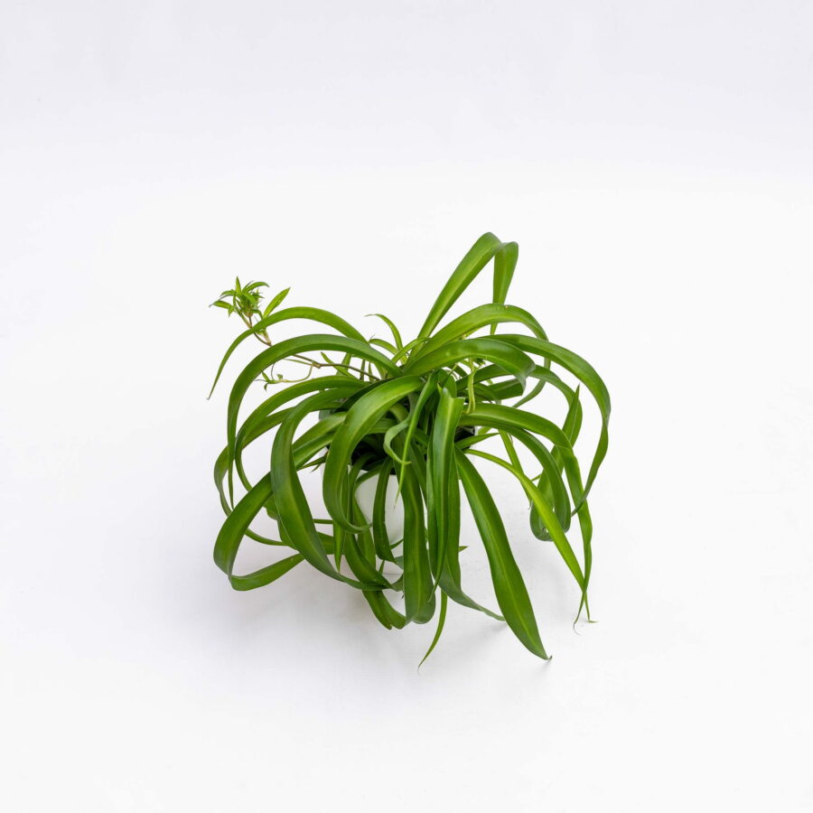 Chlorophytum comosum "Green"