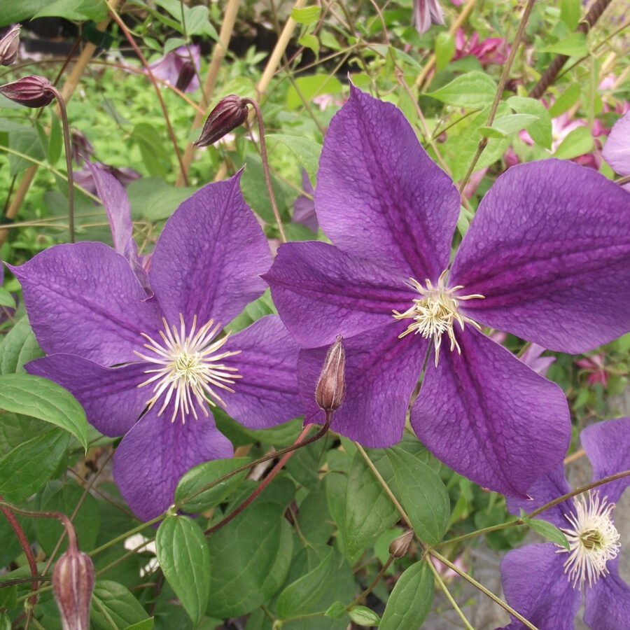 Clematis "Star of India"