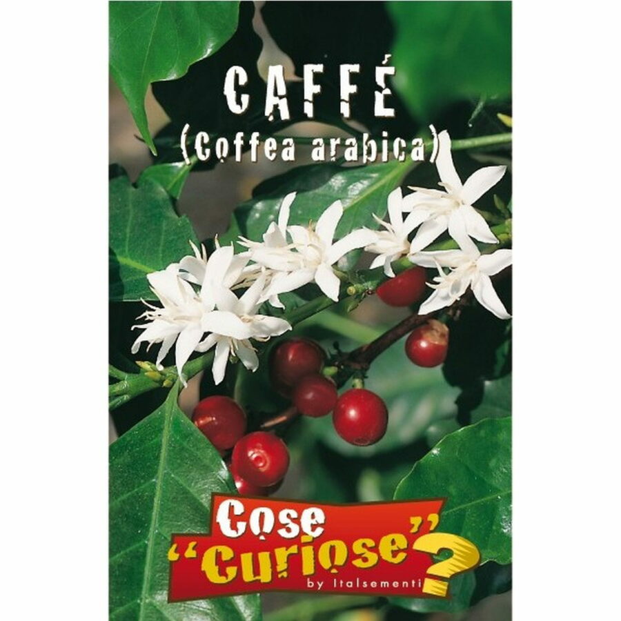 Coffea arabica (Semente)