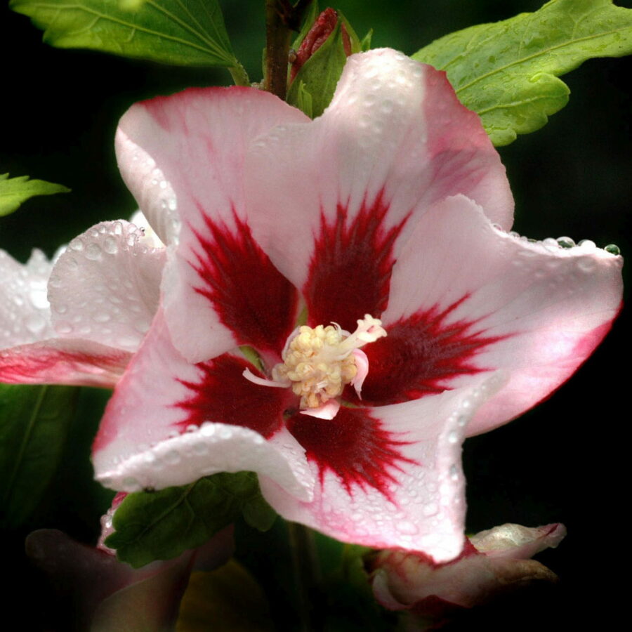 Hibiscus syriacus "Hamabo"