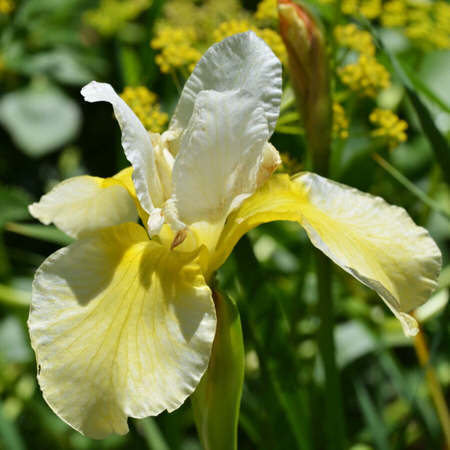 Iris sibirica "Butter and Sugar"